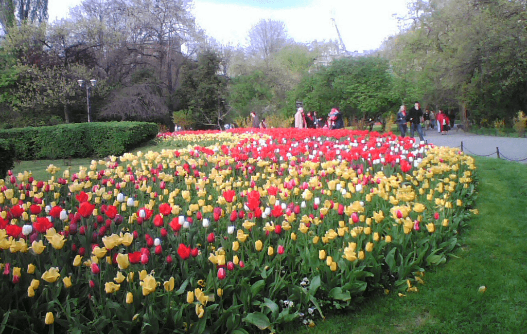 tulips in Bucharest in spring