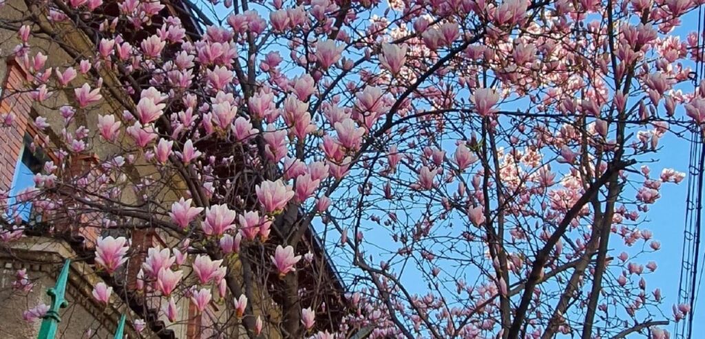Magnolias in Buchaest