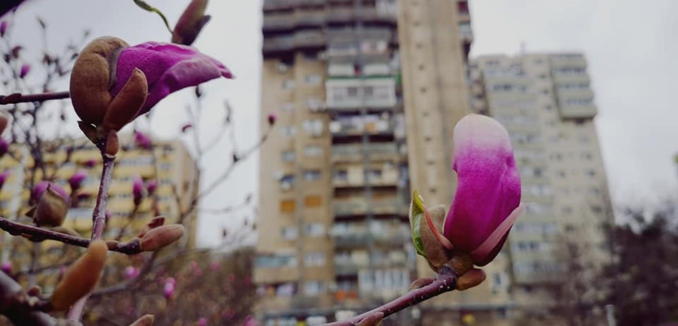 Map of Magnolias in Bucharest