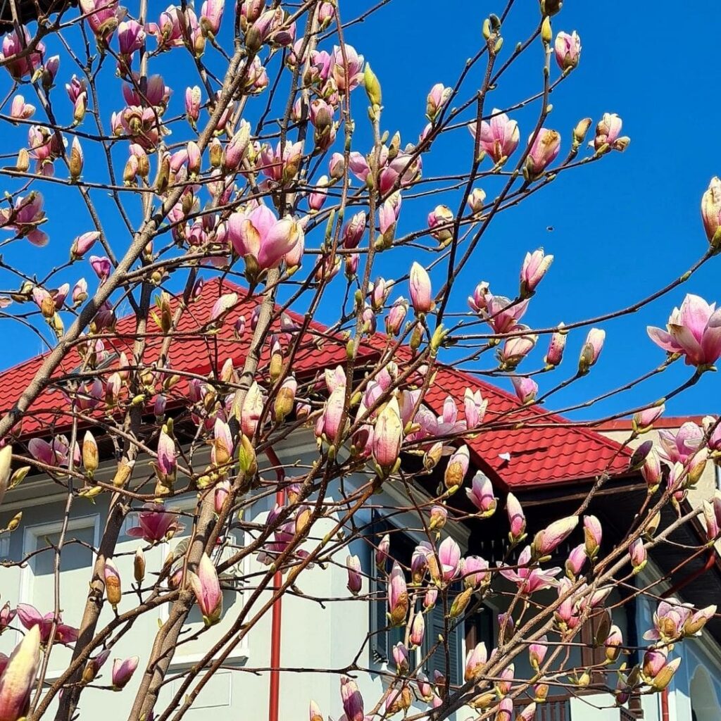 Magnolia in Bucharest in front of house