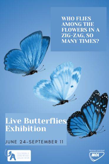 Live butterflies exhibition