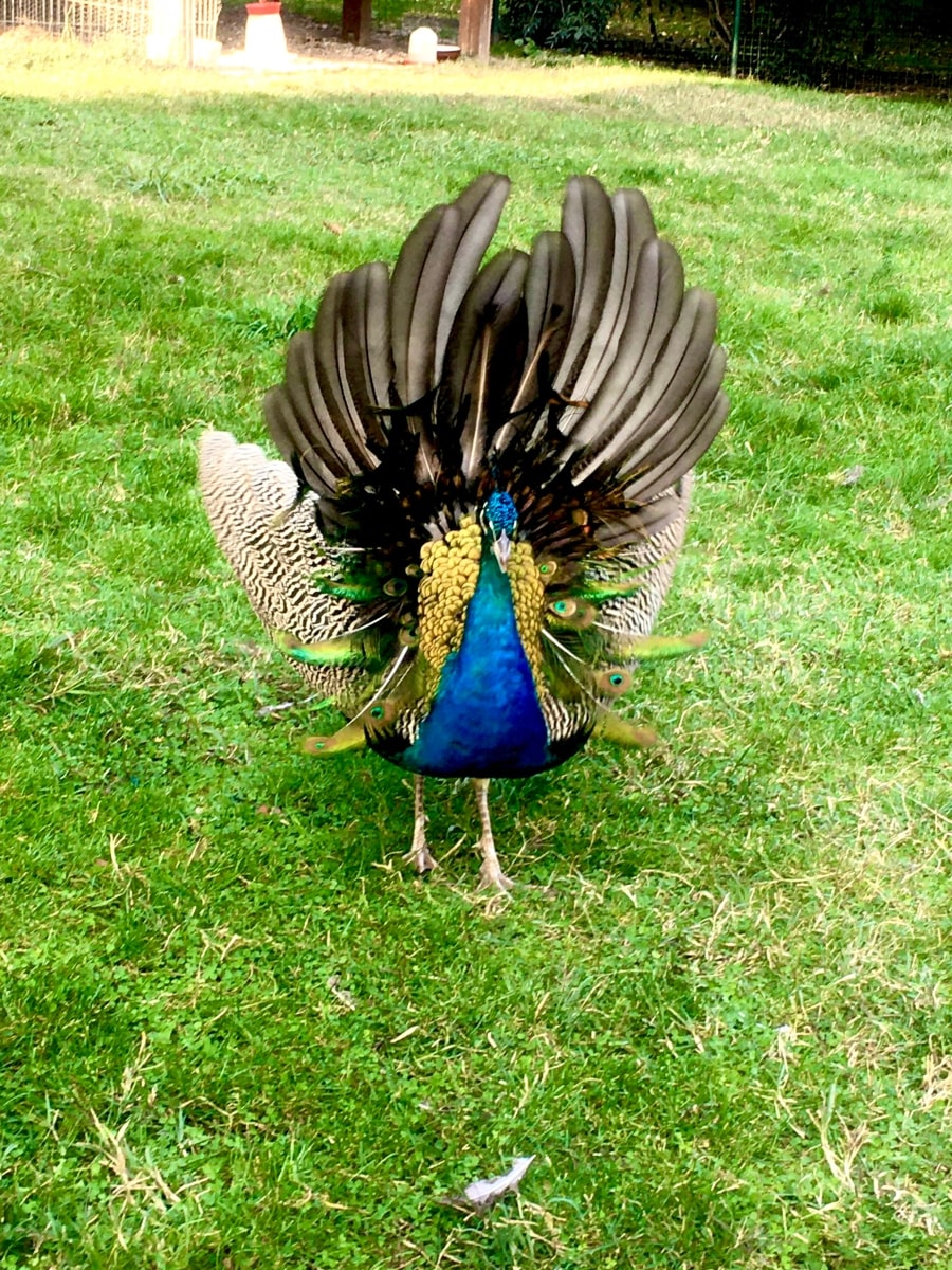 IOR peacock