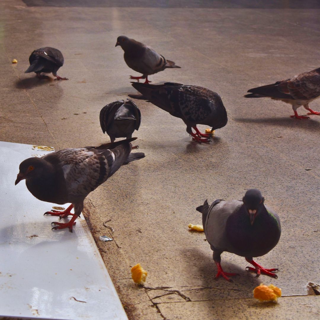 Pigeon eating in North Railway Station