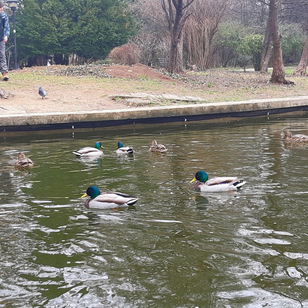 ducks swimming in lake