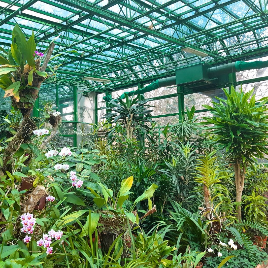 green plants in botanical garden