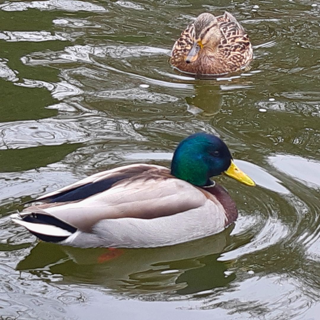 lake ducks in Botanical Garden