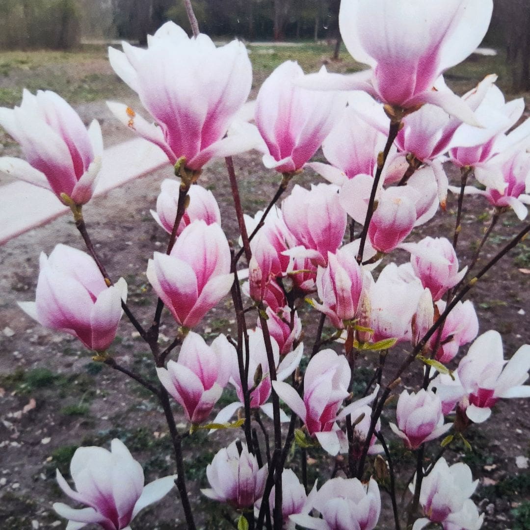 magnolia in Botanical Garden