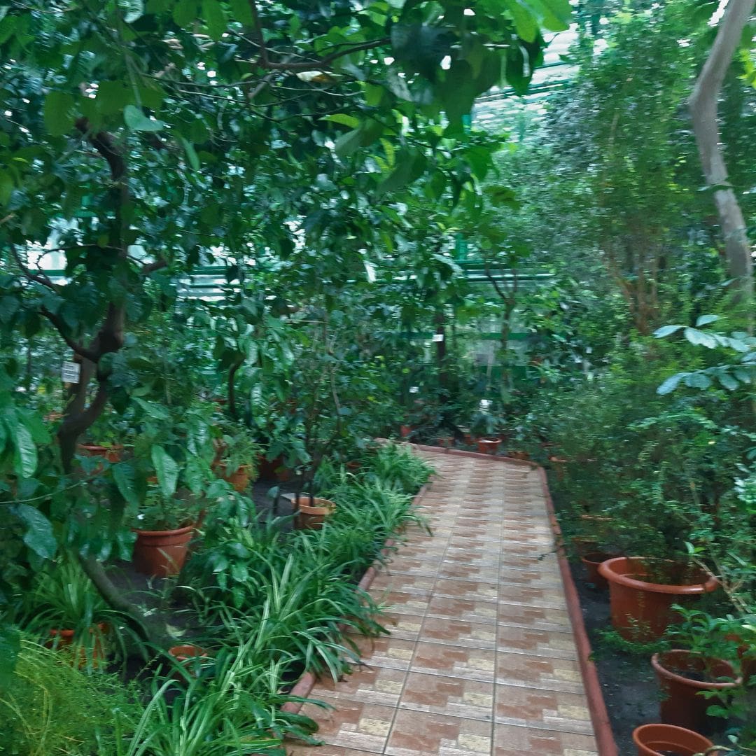 plants in Botanical Garden