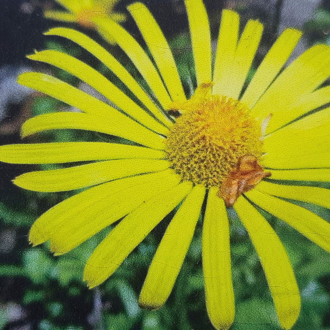 yellow flower in Botanical Garden in Bucharest