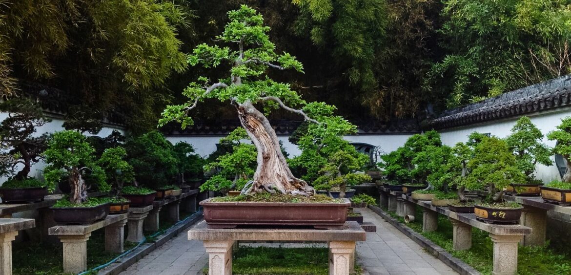 Bucharest Bonsai Show