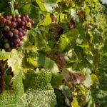Grapes
