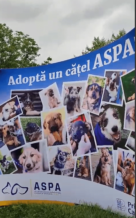 Adopt a dog with ASPA - Romanian Animal Protection Association