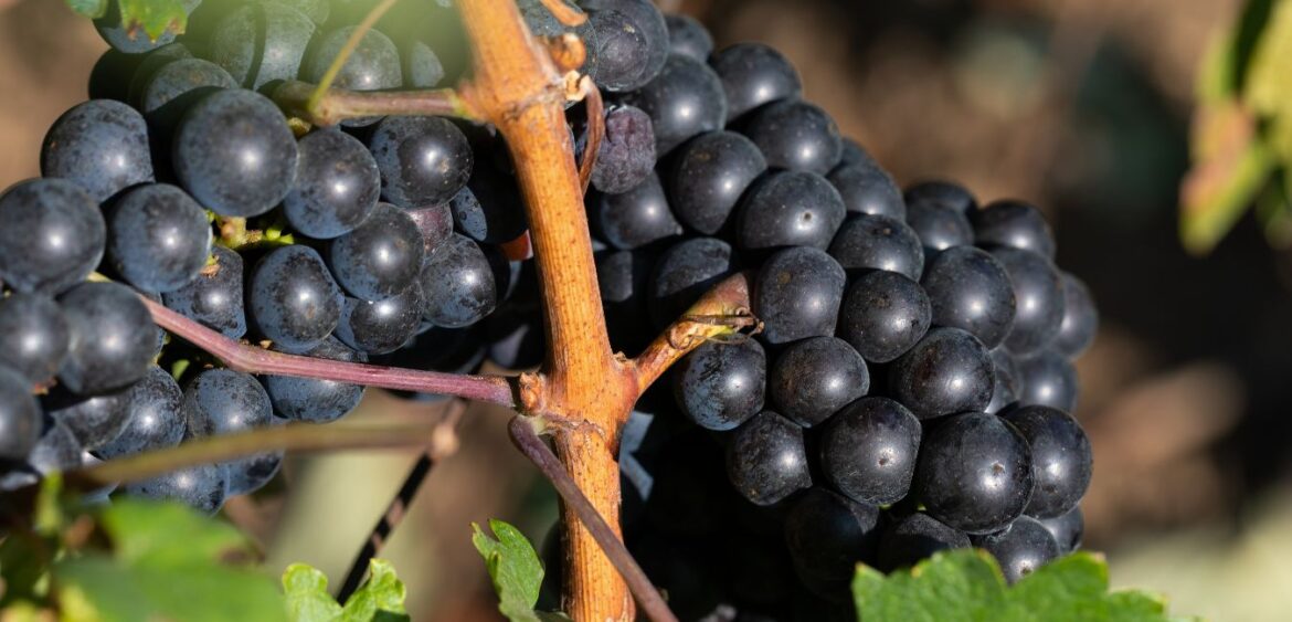 Vineyard