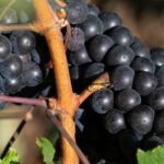 Vineyard