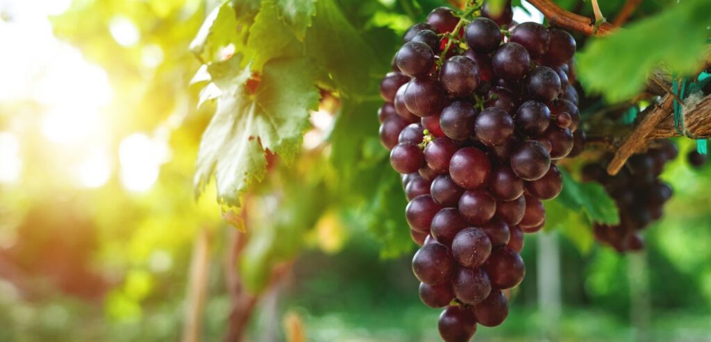 Grapes