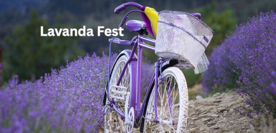 Lavanda Fest