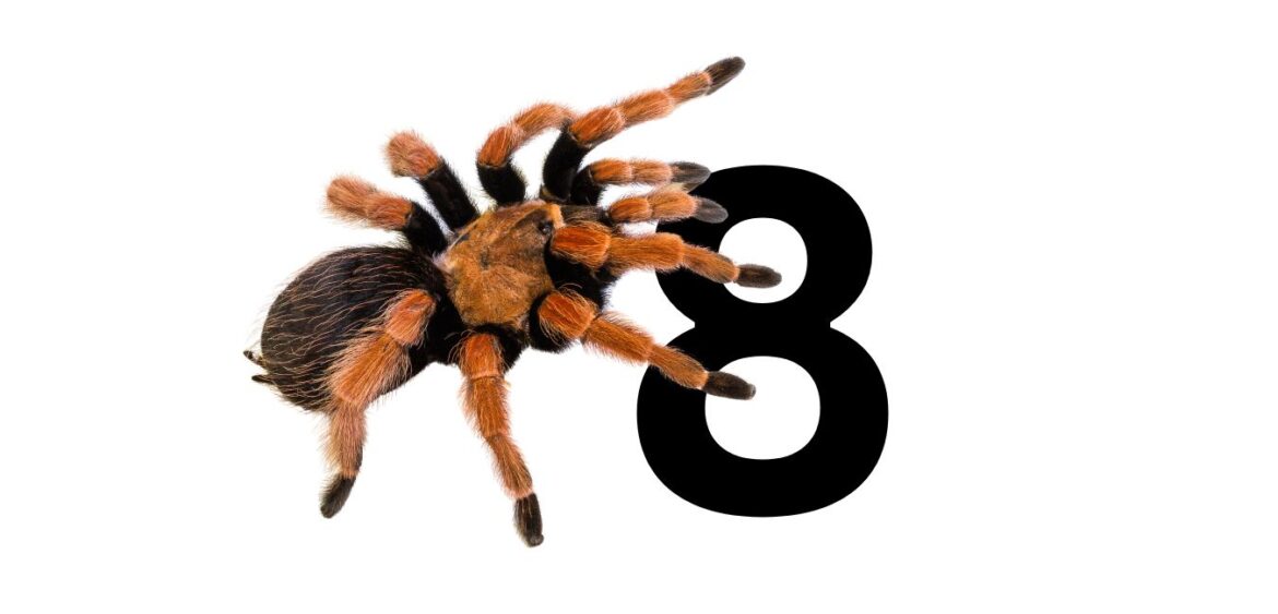 live tarantula