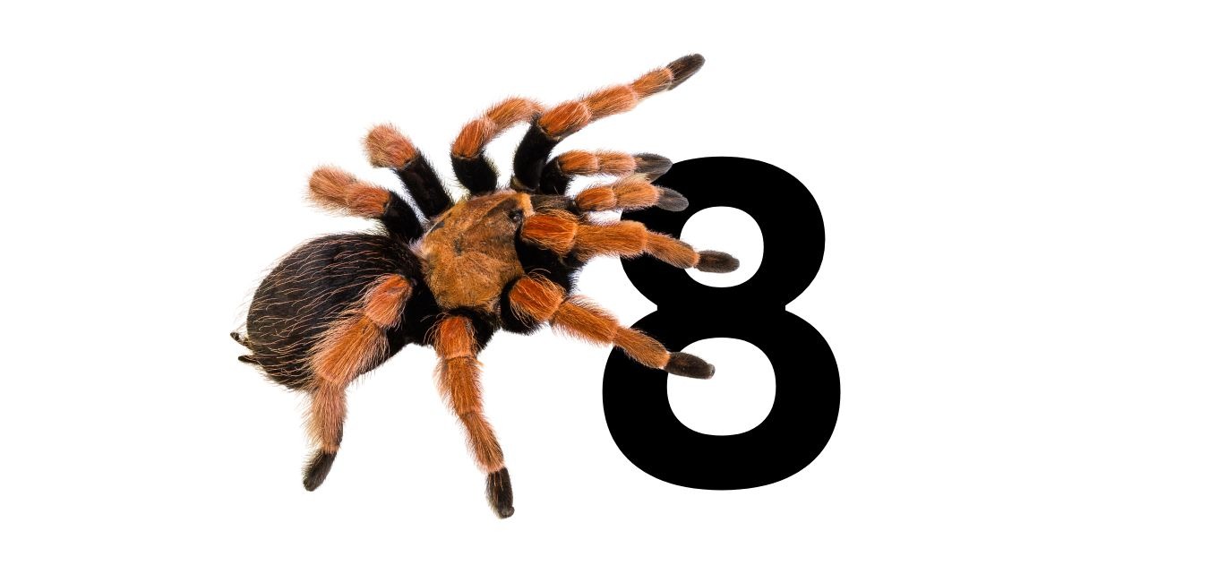 Live Tarantulas Expo at Antipa Museum, Bucharest: September