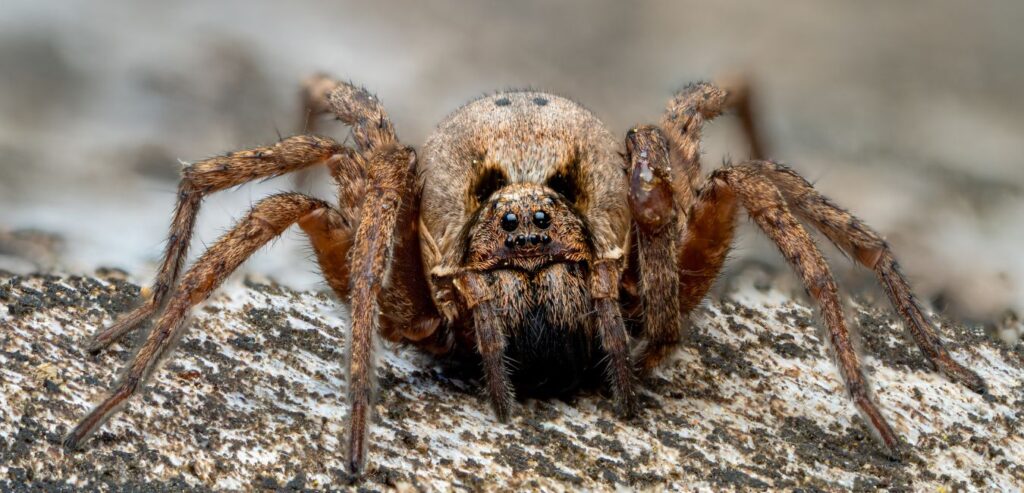 Live tarantula