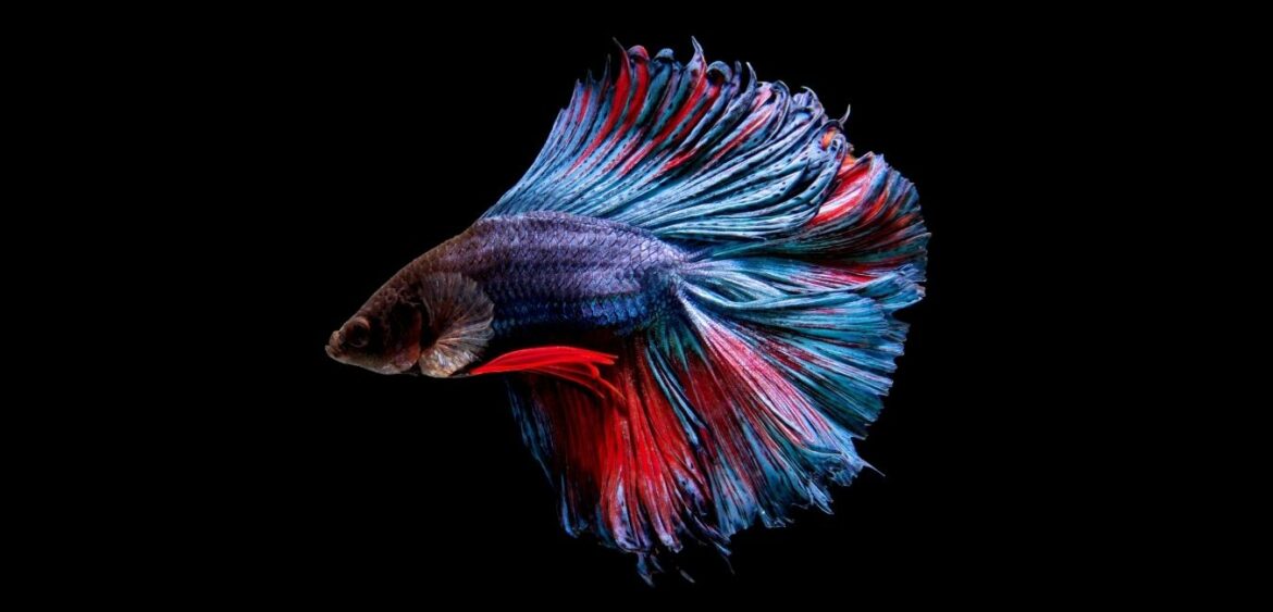 Beta Fish Competition