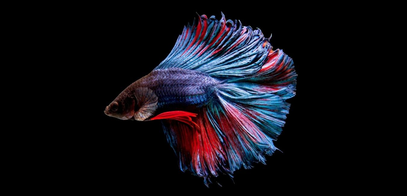 Beta Fish Beta Fish Competition